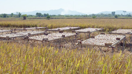 Veja Ostras. Episódio 8 da Temporada 1.