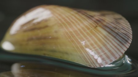 Veja Mexilhão. Episódio 18 da Temporada 1.