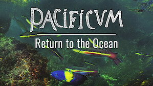 Pacificum: El retorno al océano